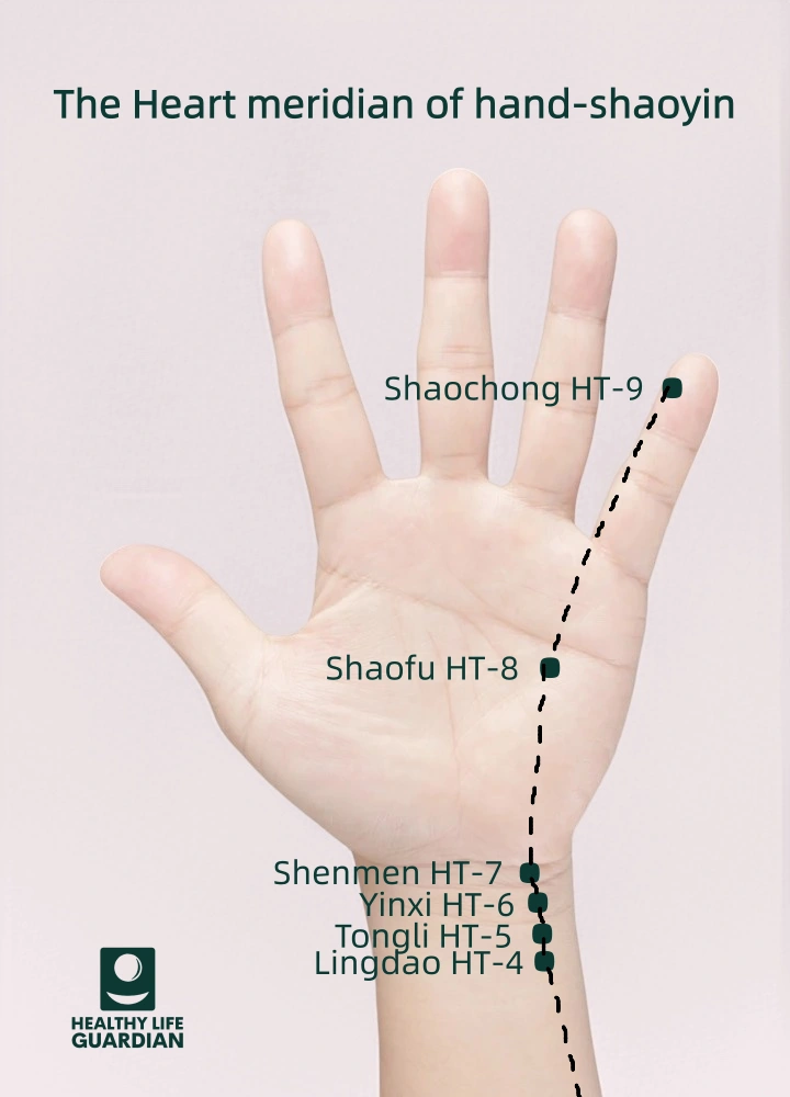 Unobstructed flow of the Heart meridian helps stabilize emotions, alleviate anxiety or insomnia. When the qi and blood in the heart meridian are not flowing smoothly, symptoms such as chest tightness and palpitations are likely to occur.