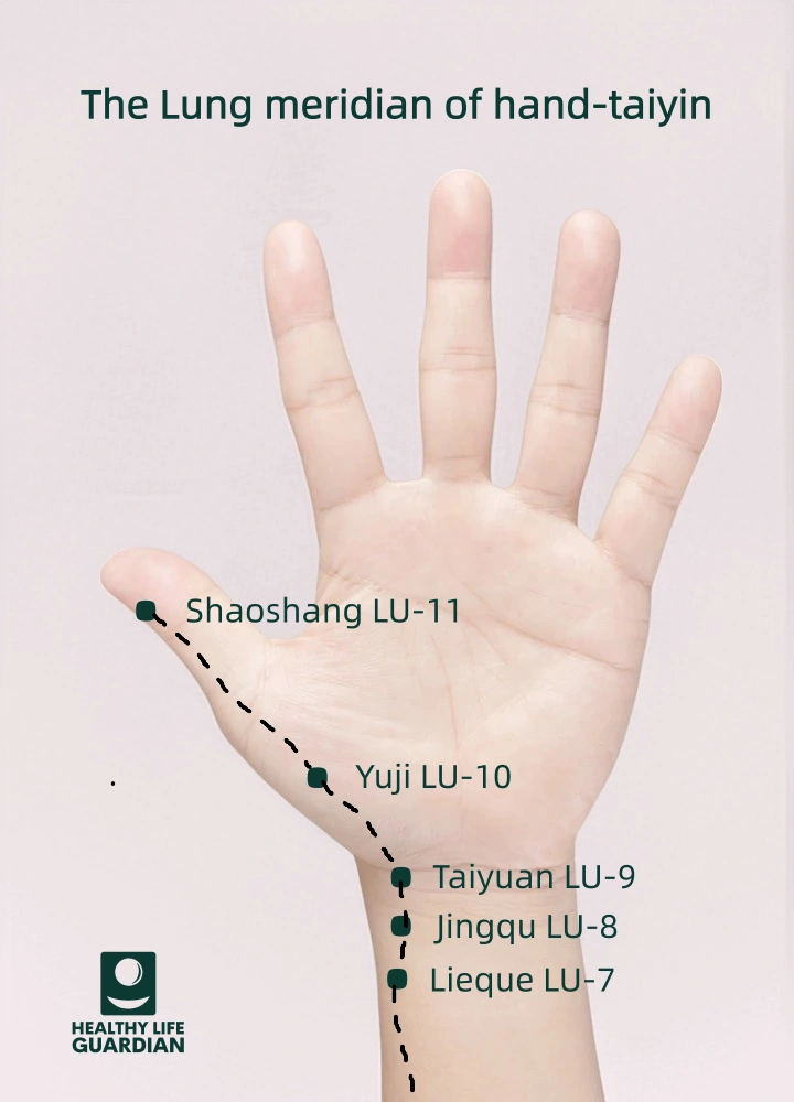 The Taiyuan, Yuji and Shaoshang acupoints on the Lung Meridian are helpful in treating diseases such as cough, chest tightness and asthma.